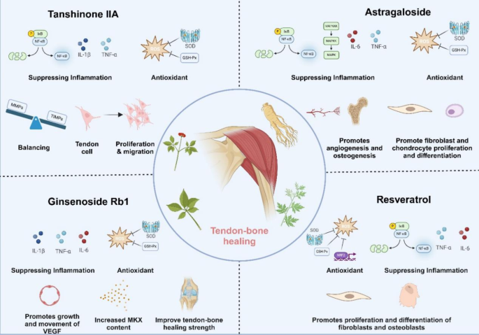 glutathione and tendon injury Glutathione/GHK-Gu - Peptide Patch Hypoxia-Inducible Factor and Oxidative Stress