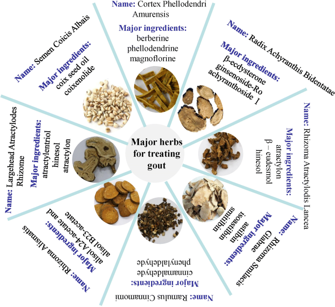 Chinese herbal medicine for gout: a review of the clinical evidence and  pharmacological mechanisms | Chinese Medicine | Full Text