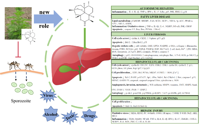 Anti-malarial drug: the emerging role of artemisinin and its derivatives in  liver disease treatment, Chinese Medicine
