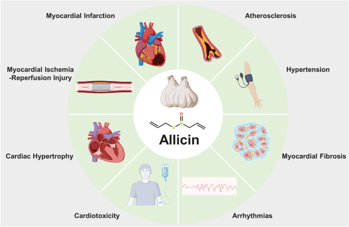 l-carnitine tmao garlic Therapeutic potentials of allicin in cardiovascular disease: advances and  future directions | Chinese Medicine