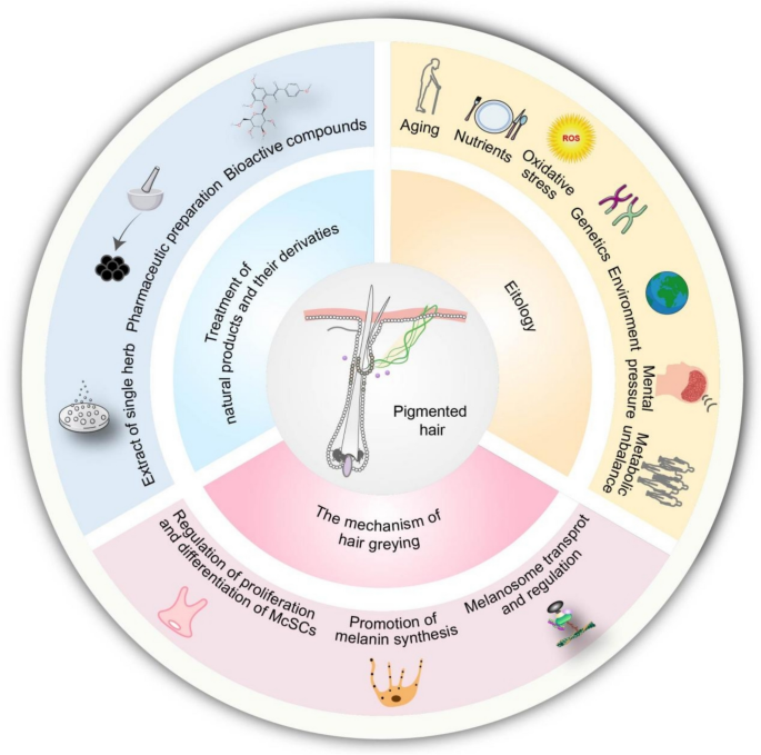 glutathione grey hair study Natural products and their derivatives as candidate treatments for hair  greying: from drug discovery to molecular mechanisms | Chinese Medicine
