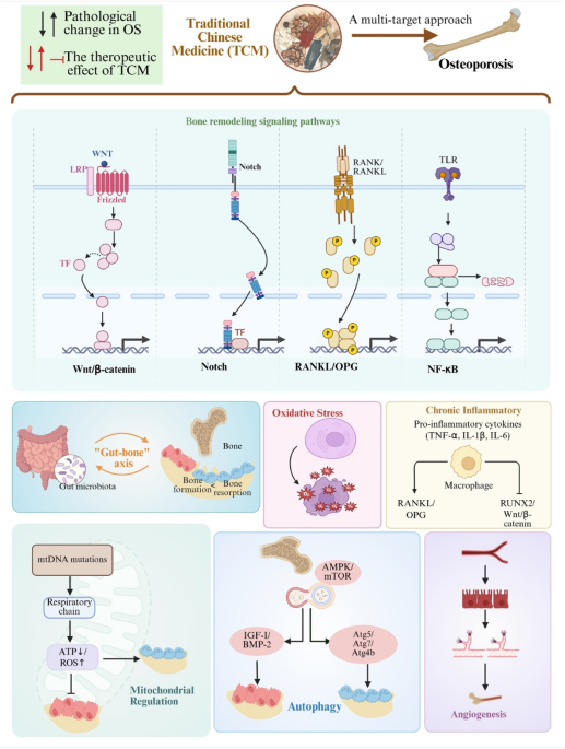 Traditional Chinese Medicine for osteoporosis management: from molecular mechanisms to drug discovery | Chinese Medicine