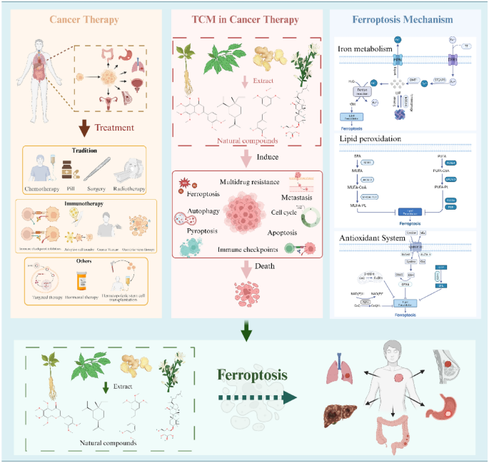 medical medium glutathione benefits Anti-cancer mechanism of traditional Chinese medicine natural products targeting ferroptosis | Chinese Medicine Le Glutathion Éclaircissant en