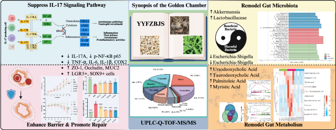 Yiyi Fuzi Baijiang formula protects against DSS-induced colitis by orchestrating the gut barrier-microbiota-metabolism axis