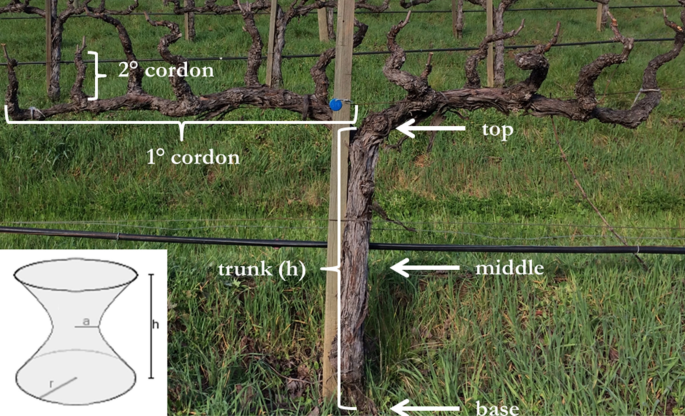 Realistic Grapevine Replica - Exhibit Farm: The Leader in Agricultural  Exhibits and Displays