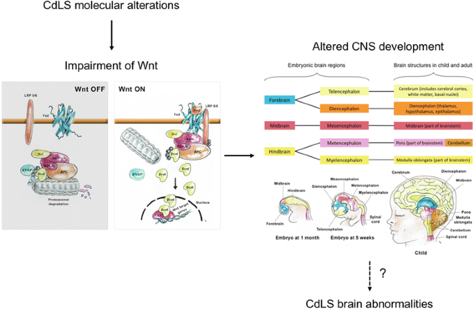 Frontiers  BETting on a Transcriptional Deficit as the Main Cause for  Cornelia de Lange Syndrome