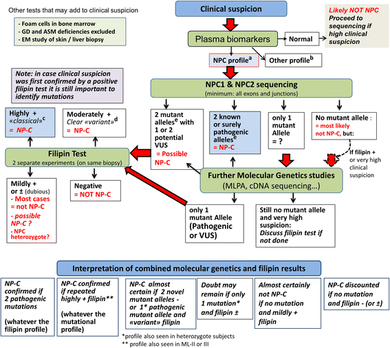 A proposed model for the pathogenesis of Niemann-Pick disease type