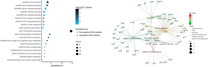 Ultra-Rare Syndromes: The Example of Rubinstein-Taybi Syndrome