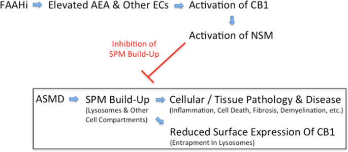 Frontiers  Lysosomal Diseases and Neuropsychiatry: Opportunities