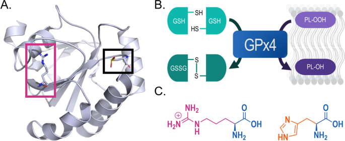 glutathione inhibitor bso Inhibition of glutathione synthesis sensitises PMDOs to short-term