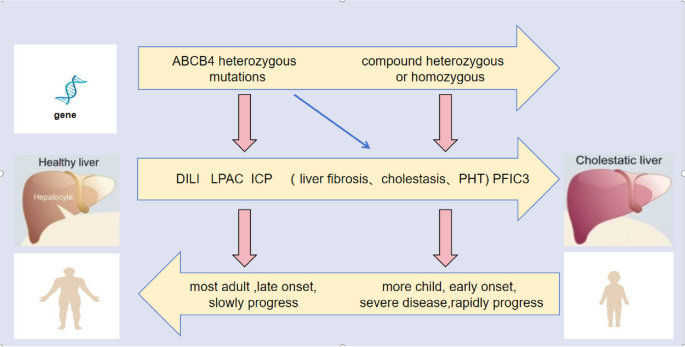 chinese deficit gene for glutathione liver disease Clinical and genetic study of ABCB4 gene-related cholestatic in China: children and adults | Orphanet Journal of Rare Diseases bpc 157 peptide pills واقي شمس تحت المكياج Product Type:Collagen 5g + Plant-base Protein 15g