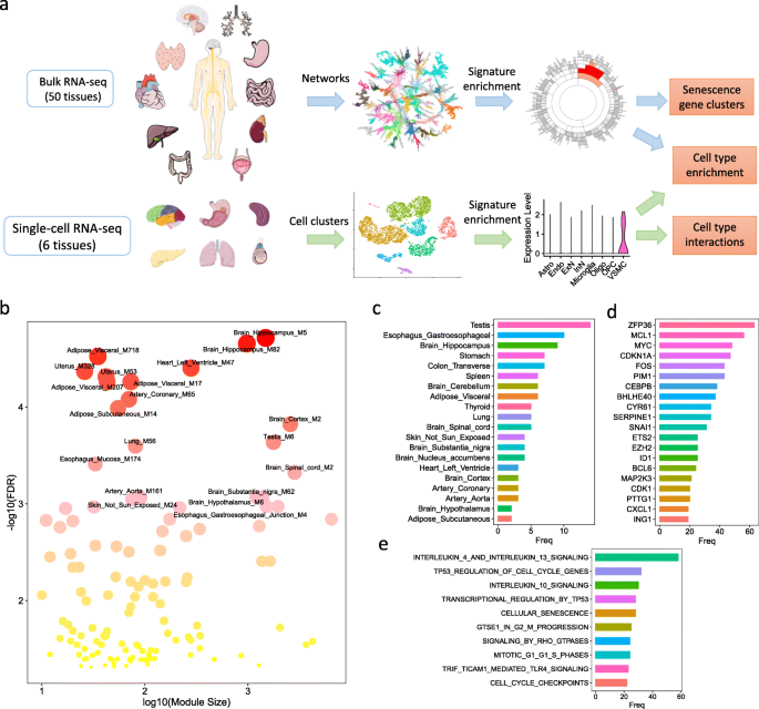 The landscape of human tissue and cell type specific expression and co-regulation of senescence genes