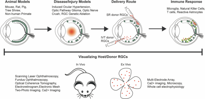 Engineered vector evades photoreceptor pathology and microglia and CD8