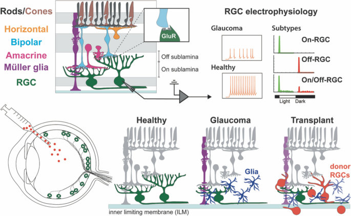 Frontiers  Intrinsically Photosensitive Retinal Ganglion Cells of the  Human Retina