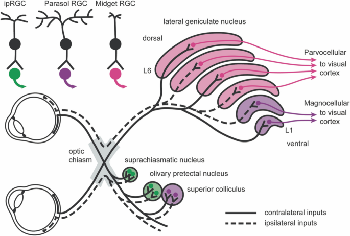 Frontiers  Intrinsically Photosensitive Retinal Ganglion Cells of the  Human Retina