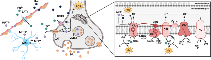 acetyl glutathione parkinson& 39 Mitochondrial dysfunction in Parkinson's disease – a key disease hallmark with therapeutic potential | Molecular Neurodegeneration Liposomal Glutathione, Citrus Vanilla, Seca Size:120 ml