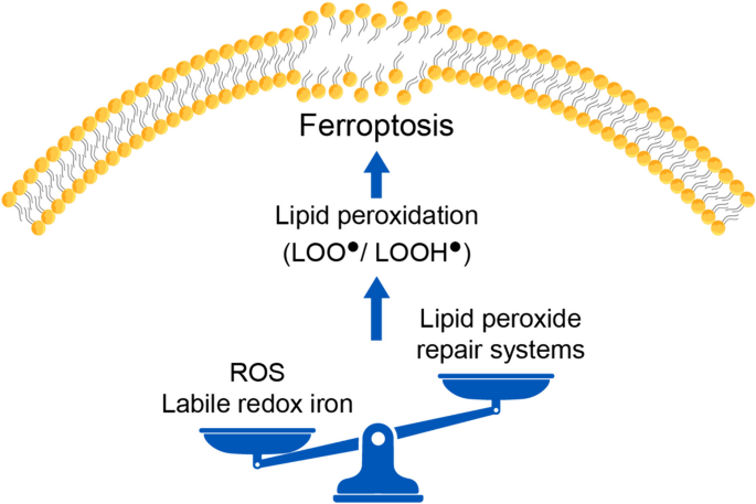 Melatonin: a ferroptosis inhibitor with potential therapeutic efficacy for  the post-COVID-19 trajectory of accelerated brain aging and  neurodegeneration | Molecular Neurodegeneration | Springer Nature Link