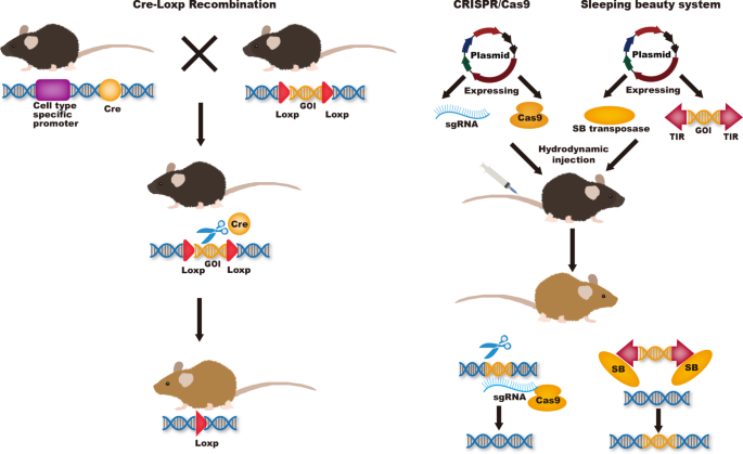 Rat Lifecycle — APC Management