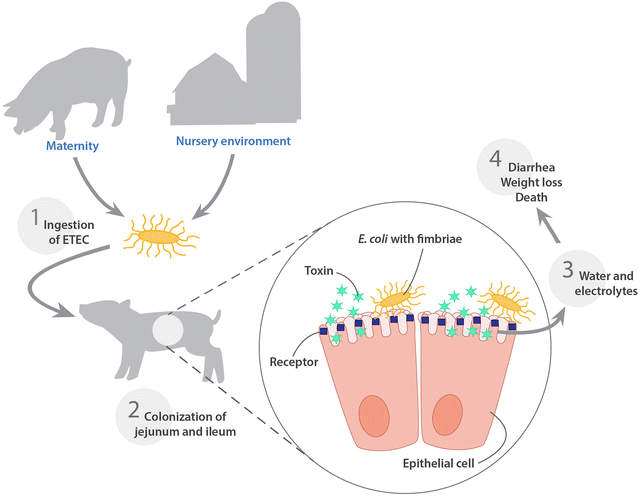 PDF) Case–control study of pathogens involved in piglet diarrhea