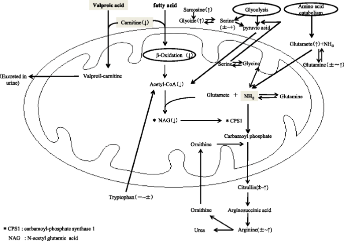 Association between the blood concentrations of ammonia and carnitine/amino  acid of schizophrenic patients treated with valproic acid | BioPsychoSocial  Medicine