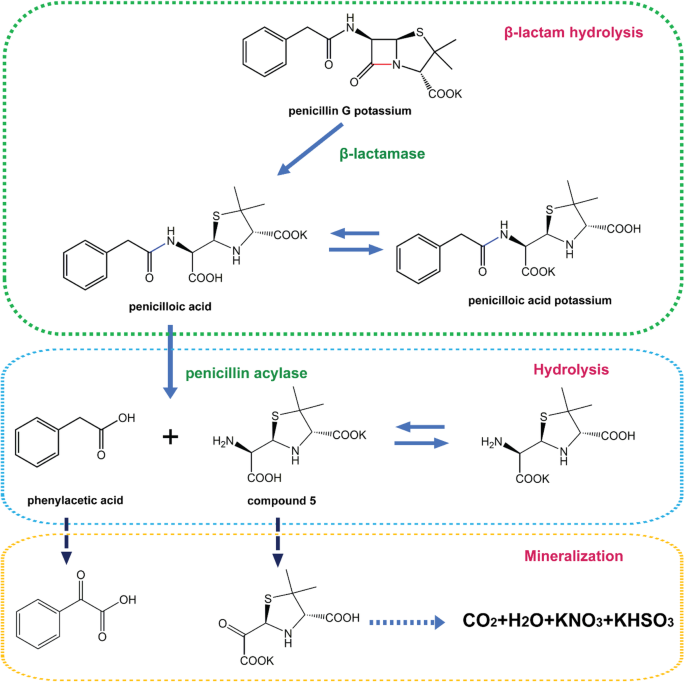 Penicillin g beta lactam