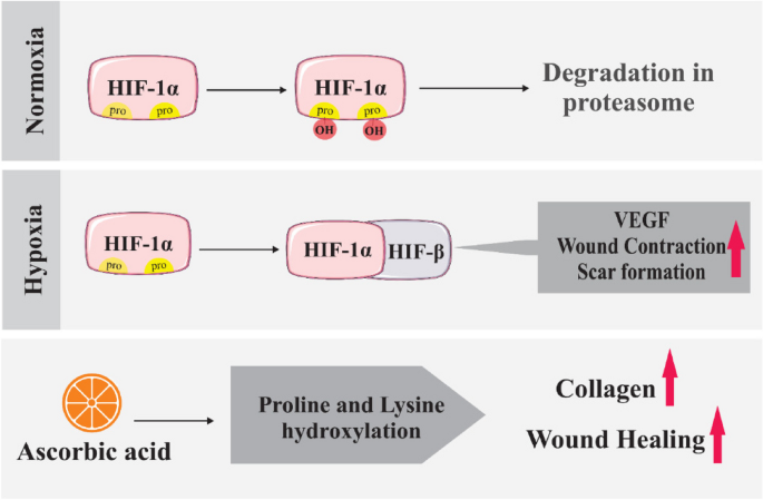 Biomolecular and cellular effects in skin wound healing: the association  between ascorbic acid and hypoxia-induced factor | Journal of Biological  Engineering | Full Text