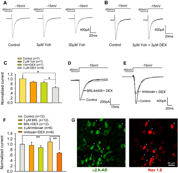 The Chemokine CCL2 Increases Nav1.8 Sodium Channel Activity in Primary  Sensory Neurons through a Gβγ-Dependent Mechanism