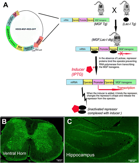 igf-1 lr3 vs peg-mgf dosage for injury repair Mechano growth factor, a splice variant of IGF-1, promotes neurogenesis in  the aging mouse brain | Molecular Brain