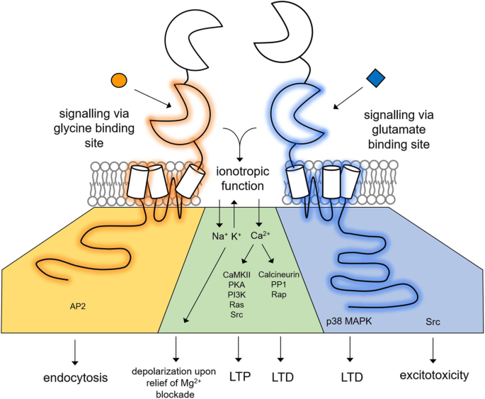 ghk cu nerve regeneration Exploring the Role of Tripeptides in Wound Healing and Skin Regeneration: A  Comprehensive Review
