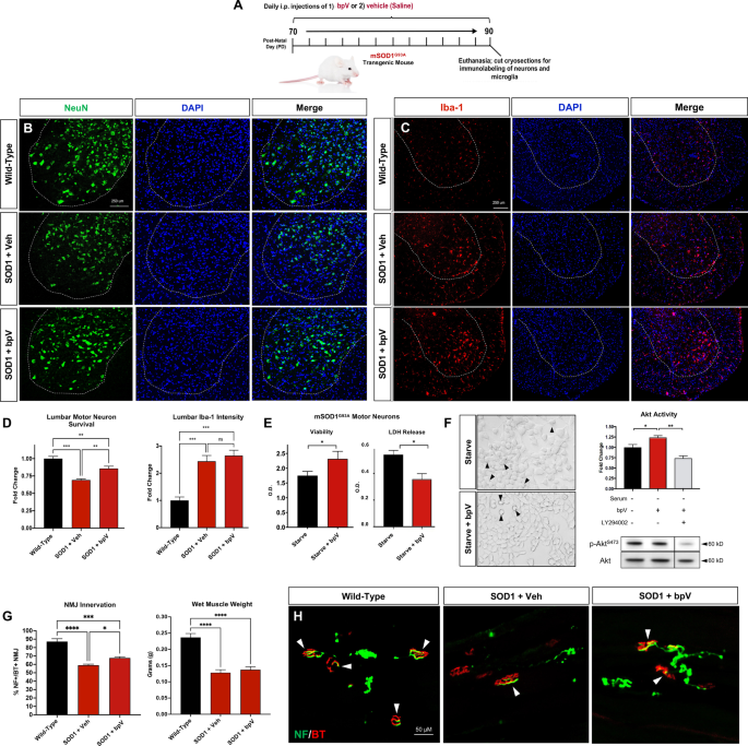 Bisperoxovanadium promotes motor neuron survival and neuromuscular innervation in amyotrophic lateral sclerosis