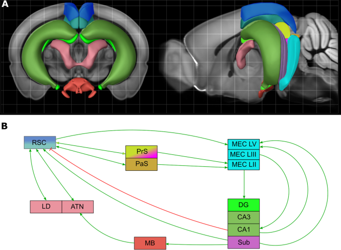 Synaptic Plasticity Learning and Memory in Perirhinal Cortex