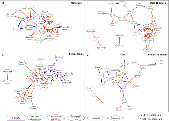 Pharmacological Inhibition of O-GlcNAcase Enhances Autophagy in