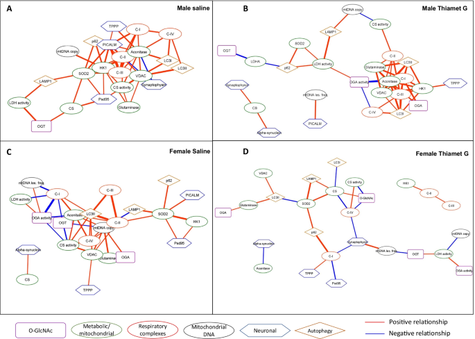 Pharmacological Inhibition of O-GlcNAcase Enhances Autophagy in