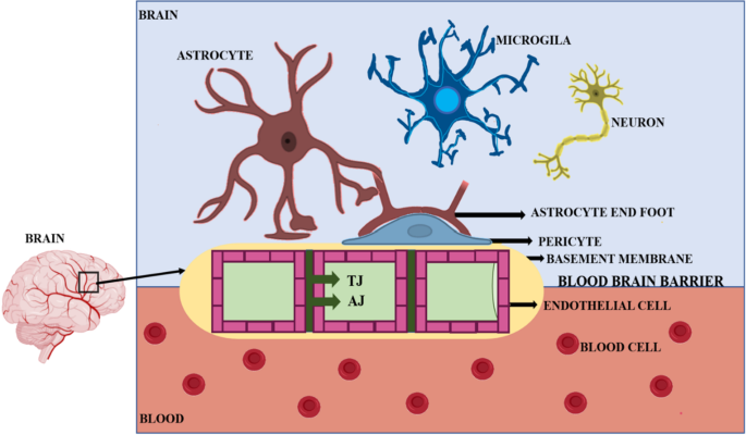 glutathione blood brain barrier Blood–brain barrier: emerging trends on transport models and new-age  strategies for therapeutics intervention against neurological disorders |  Molecular Brain