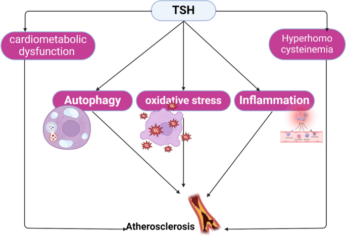 glutathione side effects on thyroid Increased thyroid stimulating hormone (TSH) as a possible risk factor for  atherosclerosis in subclinical hypothyroidism | Thyroid Research