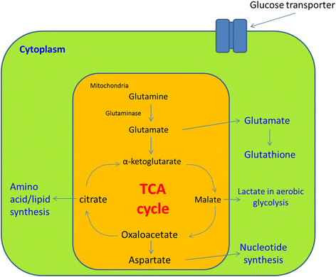 glutathione effects on the body Glutathione Therapy Specialist in Orlando, FL