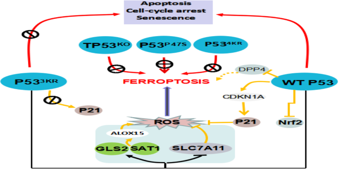 Ferroptosis, a new form of cell death: opportunities and challenges in  cancer | Journal of Hematology & Oncology | Springer Nature Link