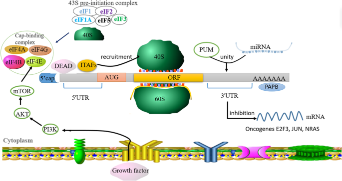 RNA-binding proteins in tumor progression | Journal of Hematology &  Oncology | Full Text