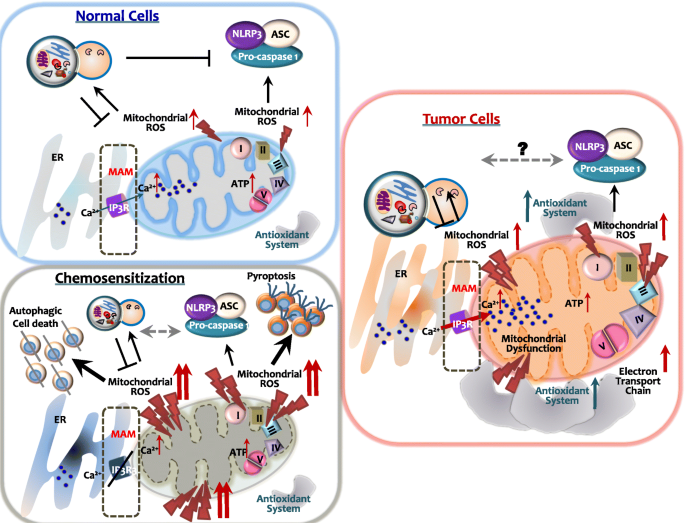 Therapeutic modulation of inflammasome pathways - Chauhan - 2020