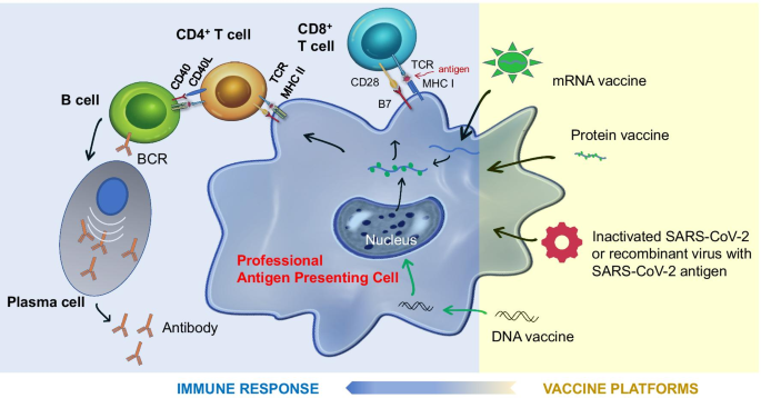 Immunogenicity and risks associated with impaired immune responses  following SARS-CoV-2 vaccination and booster in hematologic malignancy  patients: an updated meta-analysis