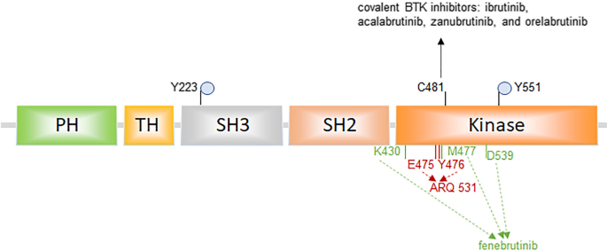 Relative Selectivity of Covalent Inhibitors Requires Assessment of  Inactivation Kinetics and Cellular Occupancy: A Case Study of Ibrutinib and  Acalabrutinib