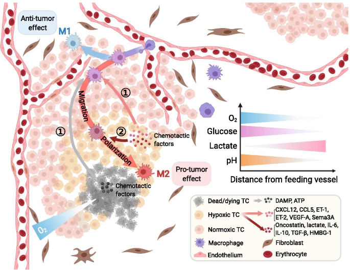 Cellular heterogeneity and immune microenvironment revealed by