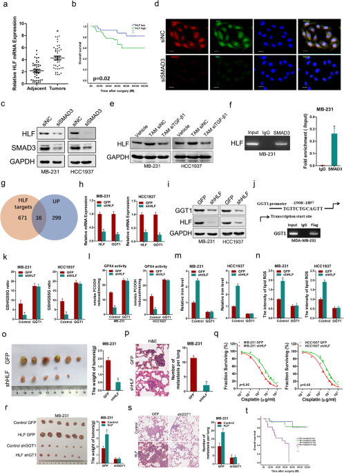 HLF regulates ferroptosis, development and chemoresistance of  triple-negative breast cancer by activating tumor cell-macrophage crosstalk  | Journal of Hematology & Oncology | Full Text