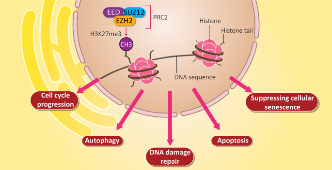 Noncanonical Functions of the Polycomb Group Protein EZH2 in Breast Cancer  - ScienceDirect