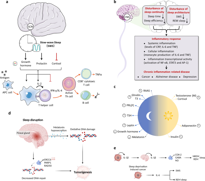 Frontiers  The interplay between prolactin and cardiovascular disease