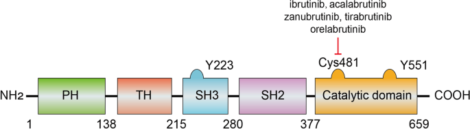 Relative Selectivity of Covalent Inhibitors Requires Assessment of  Inactivation Kinetics and Cellular Occupancy: A Case Study of Ibrutinib and  Acalabrutinib