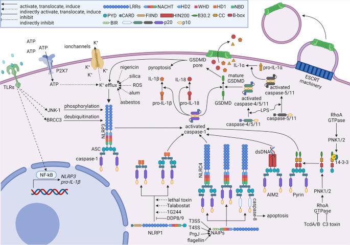 Therapeutic modulation of inflammasome pathways - Chauhan - 2020