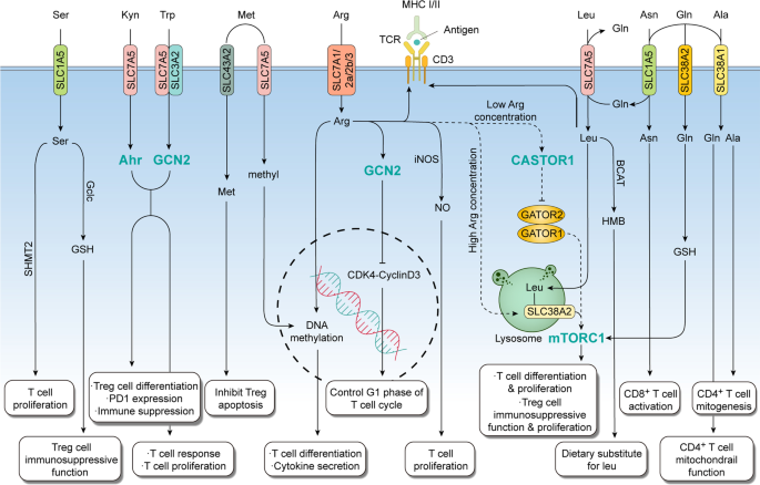 Polyamine metabolism impacts T cell dysfunction in the oral mucosa of  people living with HIV