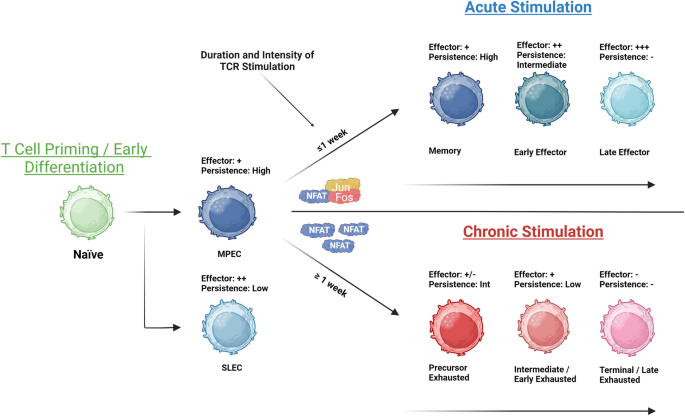 GPC2-CAR T cells tuned for low antigen density mediate potent