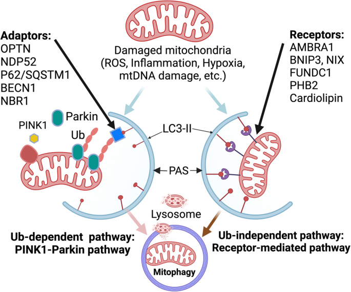 Mitophagy's impacts on cancer and neurodegenerative diseases: implications  for future therapies | Journal of Hematology & Oncology | Springer Nature  Link